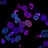 Brightly colored microscopic cells are highlighted against a dark background. The cells display a range of vivid colors including blues, pinks, and greens, indicating fluorescent staining techniques. Various cell structures and organelles are visible, emphasizing the intricate details of the biological samples.