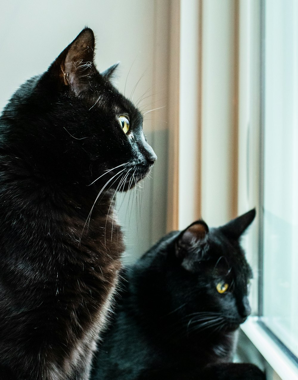 two black cats looking outside a glass window