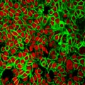 a close up of a red and green substance