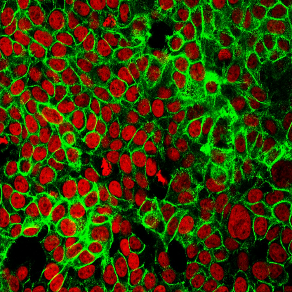 Gros plan d’une substance rouge et verte