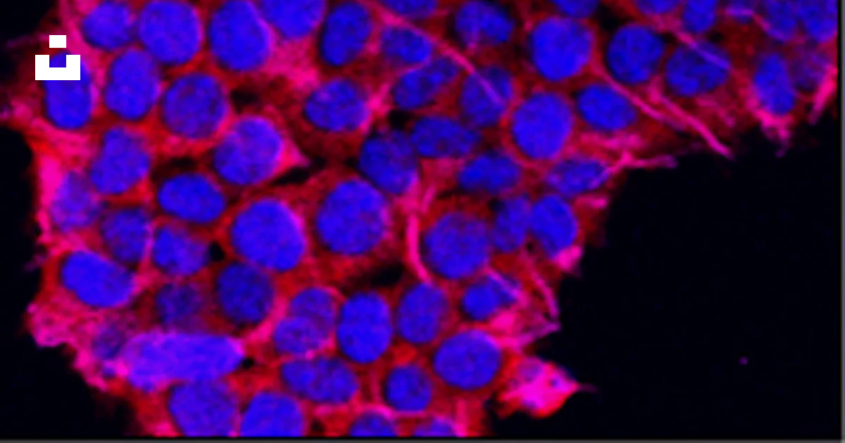 Gros plan d’une substance violette et rouge photo – Image gratuite de ...