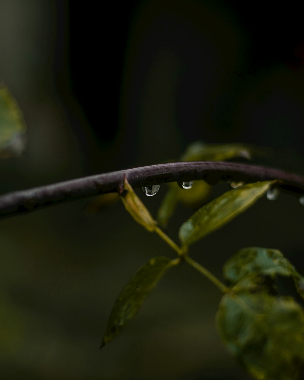 green leaves