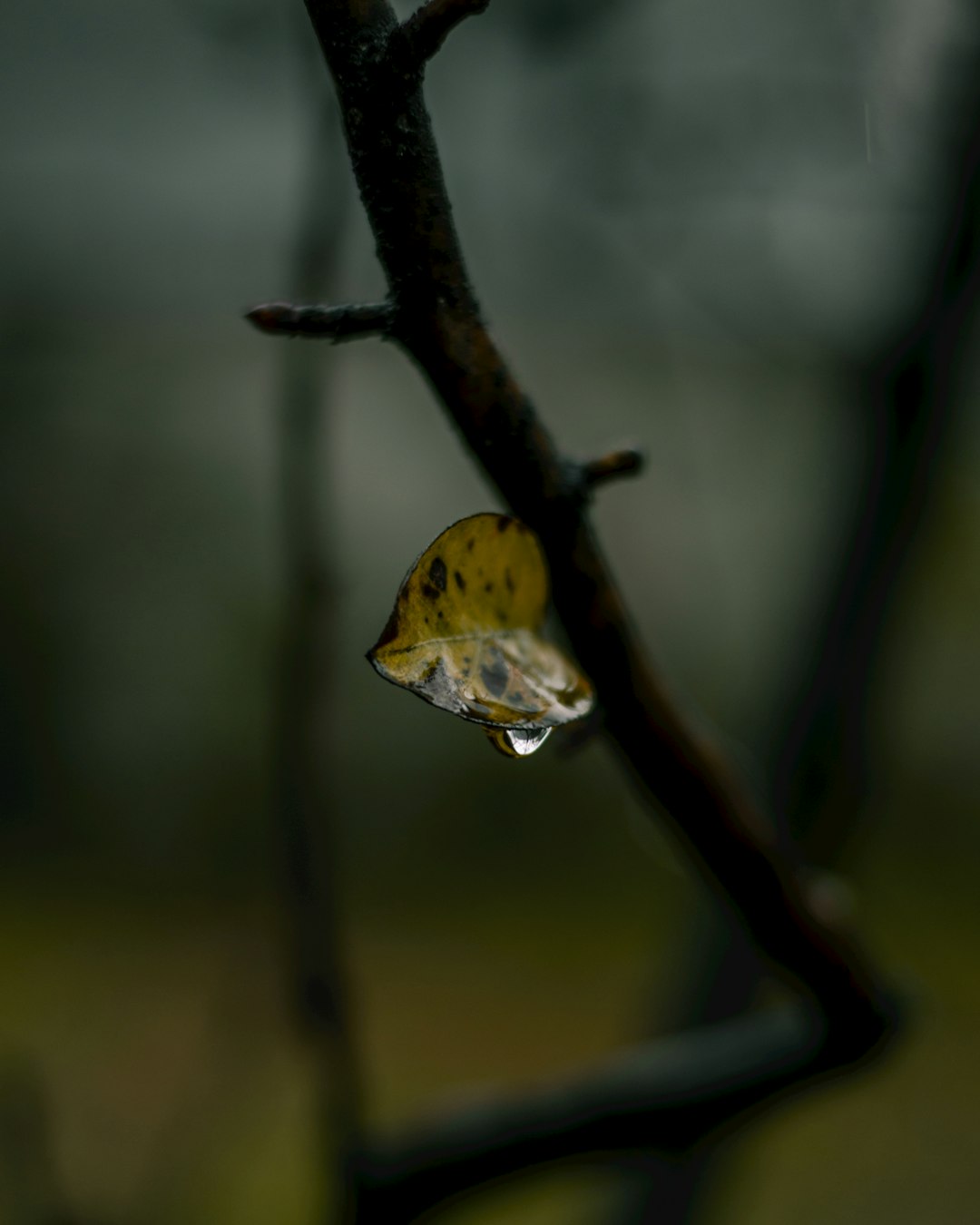 macro photography of water drop on yellow leaf