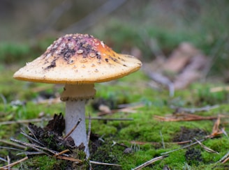A single mushroom with a brown speckled cap and a white stem is growing among the moss and twigs on the forest floor. The cap has a smooth texture with visible clumps of dirt, and the background is softly blurred, highlighting the natural setting.