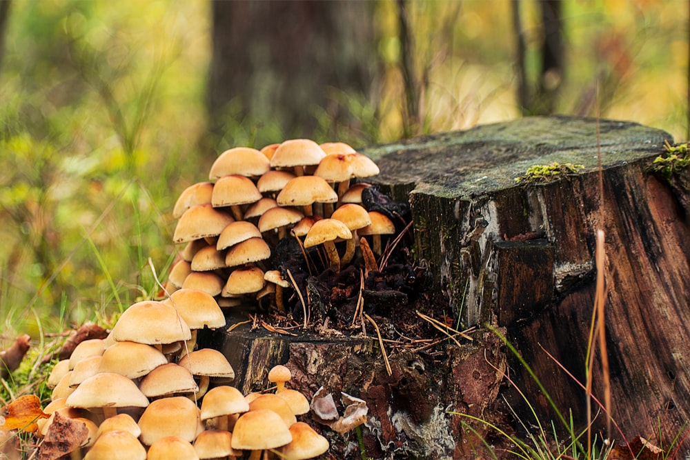 shallow focus photography of brown mushrooms