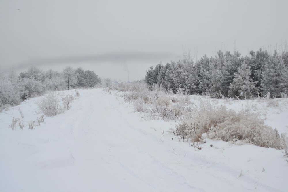 white field