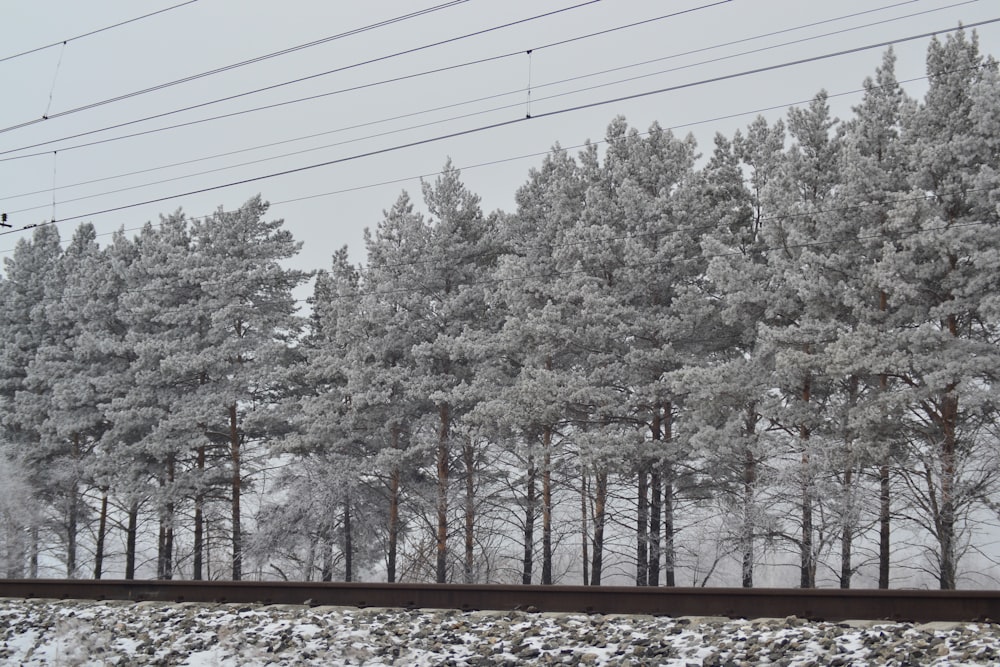 white trees near road