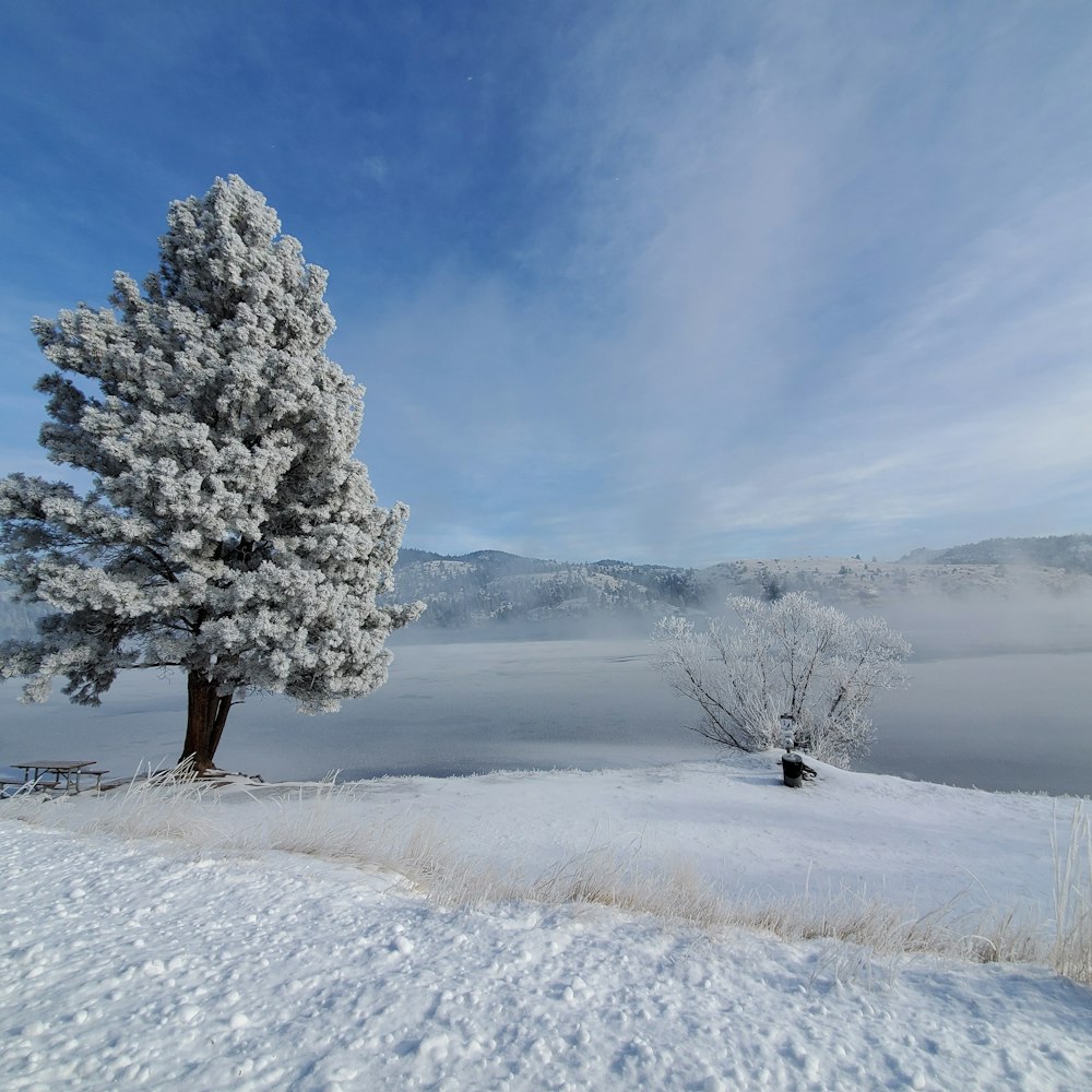 photography of snow-covered field and tree during daytime