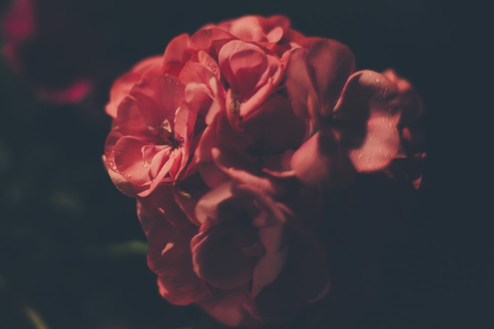 bouquet of red-petaled flowers