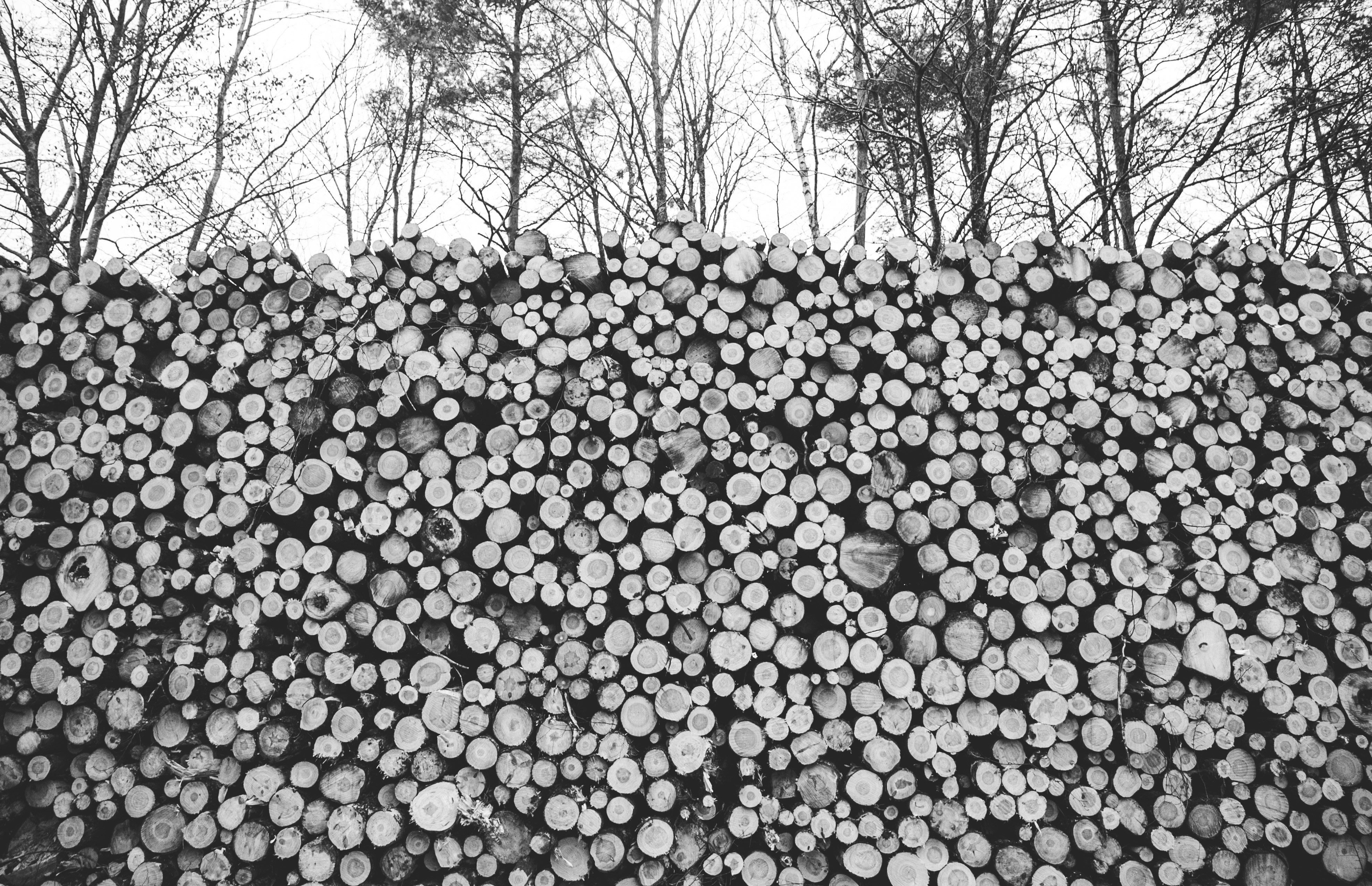 grayscale photography of stack of firewood