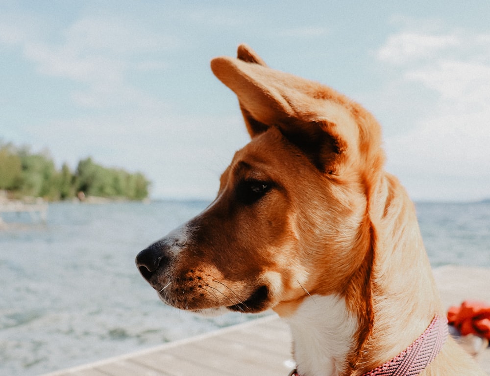 Brauner Hund auf Dock