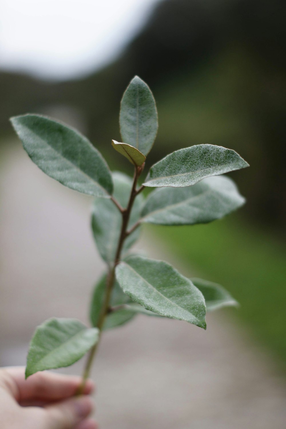 shallow focus photography of green-leafed plant