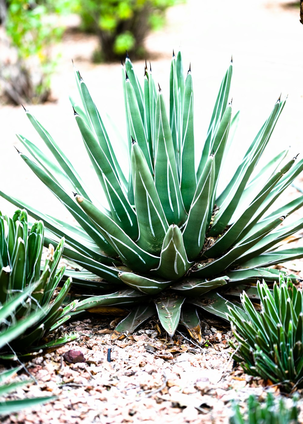 green-leafed plant