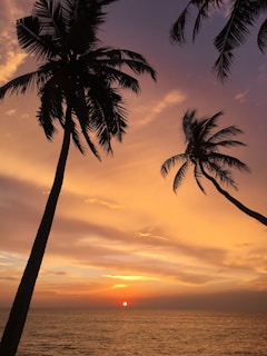 Sunset casting golden and pink hues over calm ocean waves and swaying palm trees.