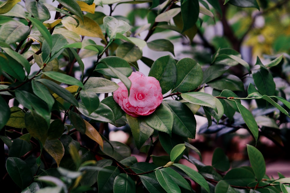 shallow focus photography of green-leafed plant with pink flower