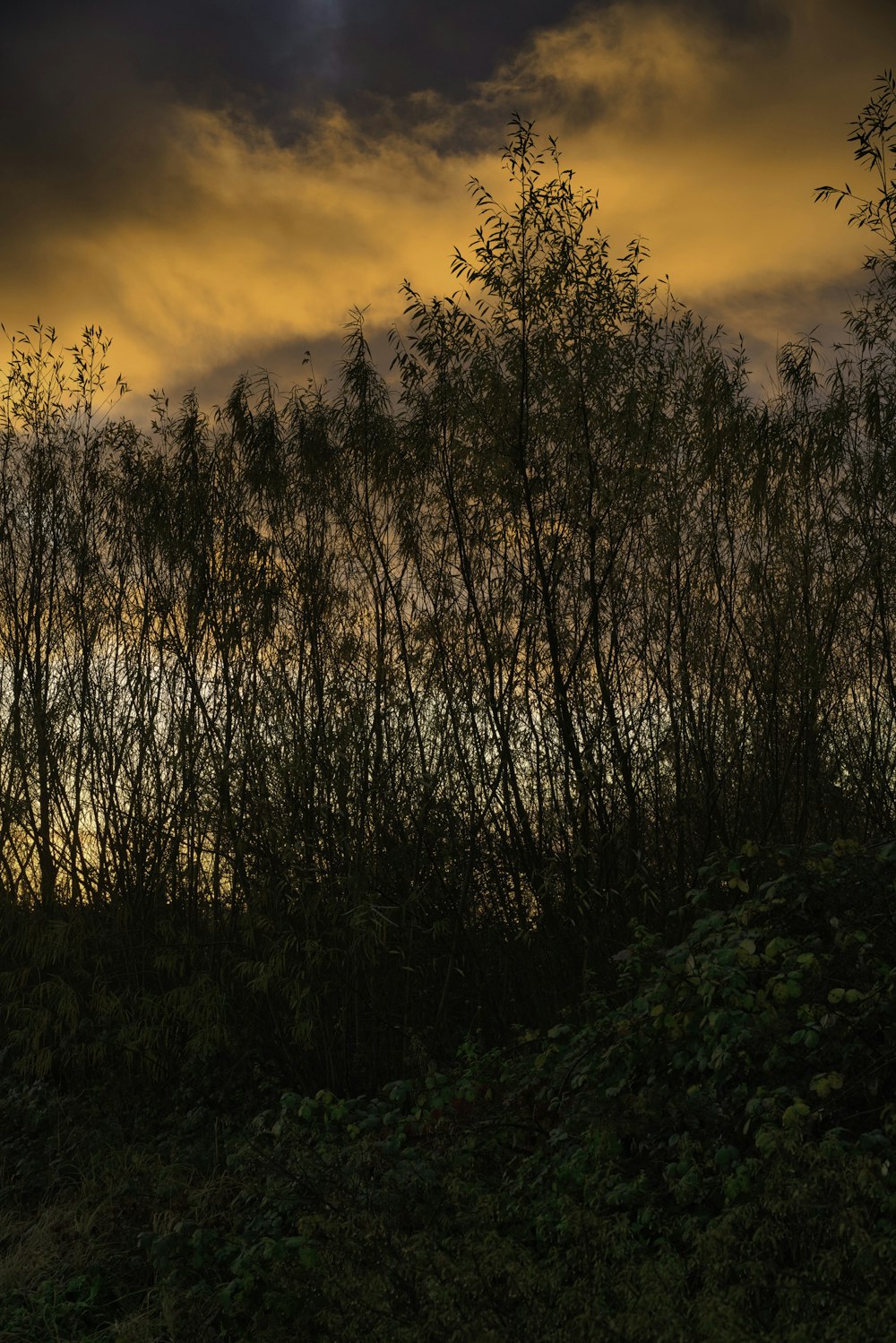 green leafed trees