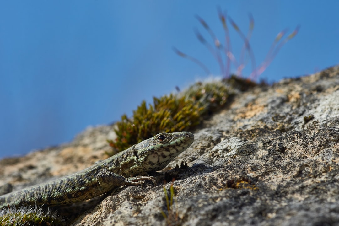 green and brown lizard