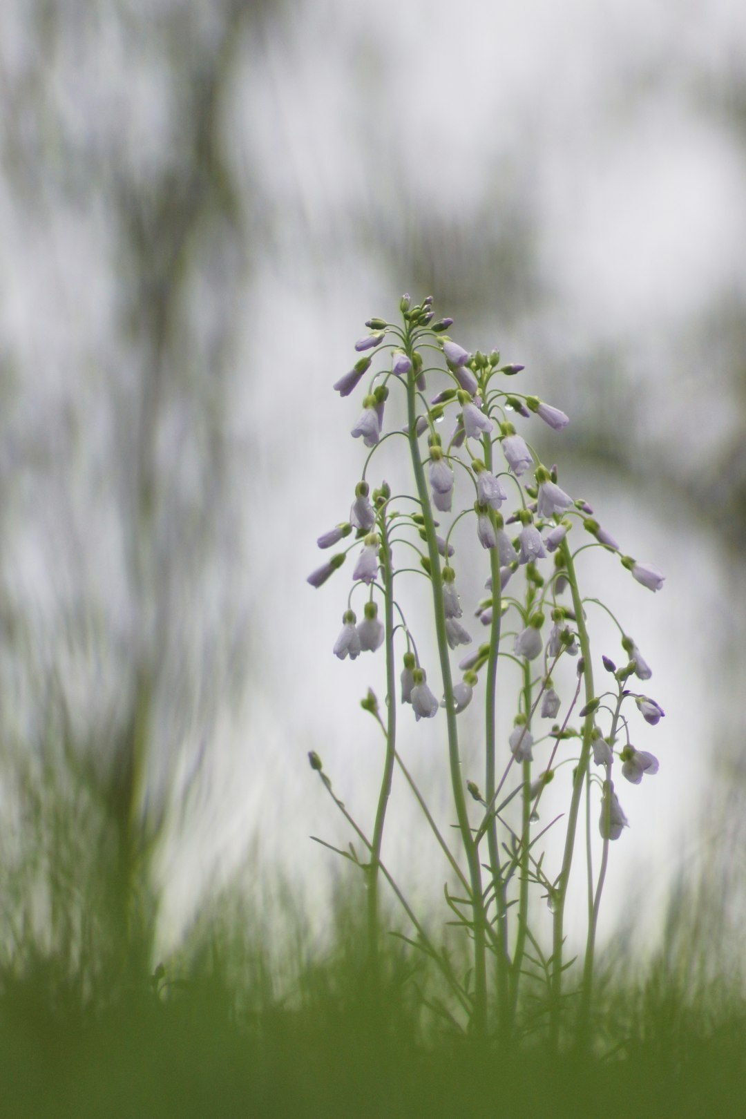 shallow focus photography of green-leafed plant with blue flowers