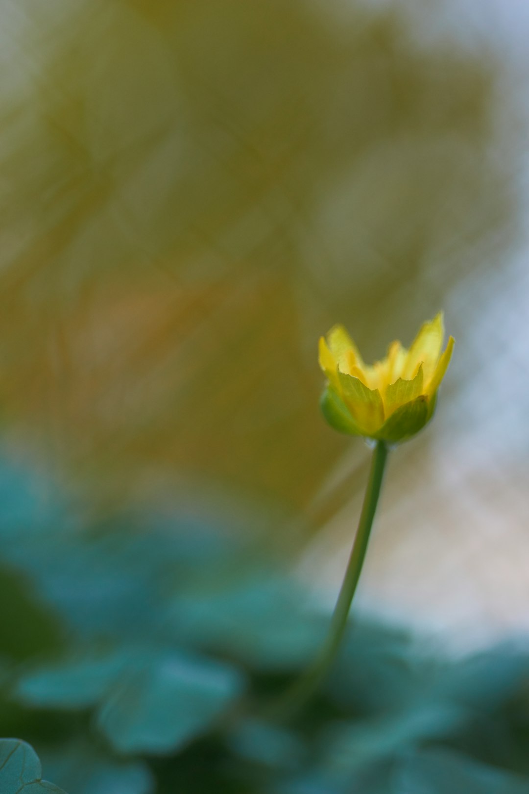 blurry photography of yellow-petaled flower