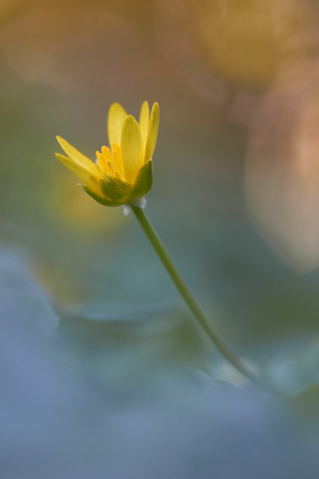 focus photography of yellow-petaled flower