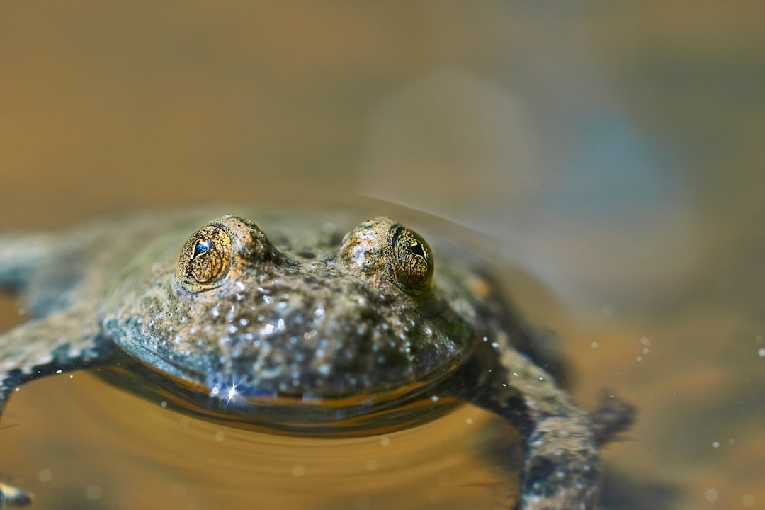 shallow focus photography of green frog