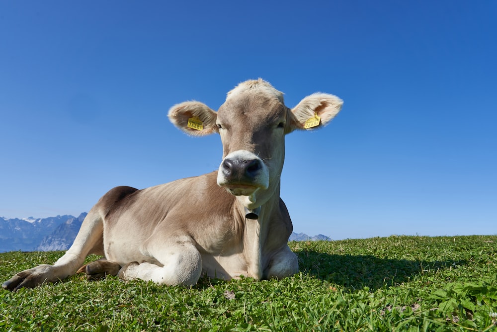 cow laying on grass field under blue sky