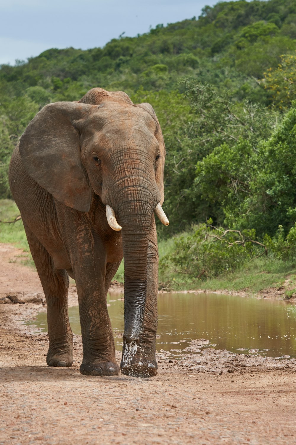 Elefante marrone nella foresta