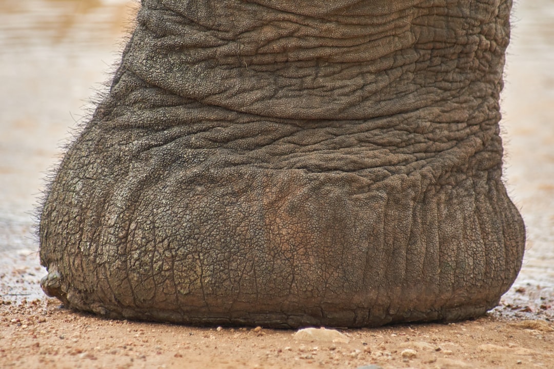 gray elephant foot