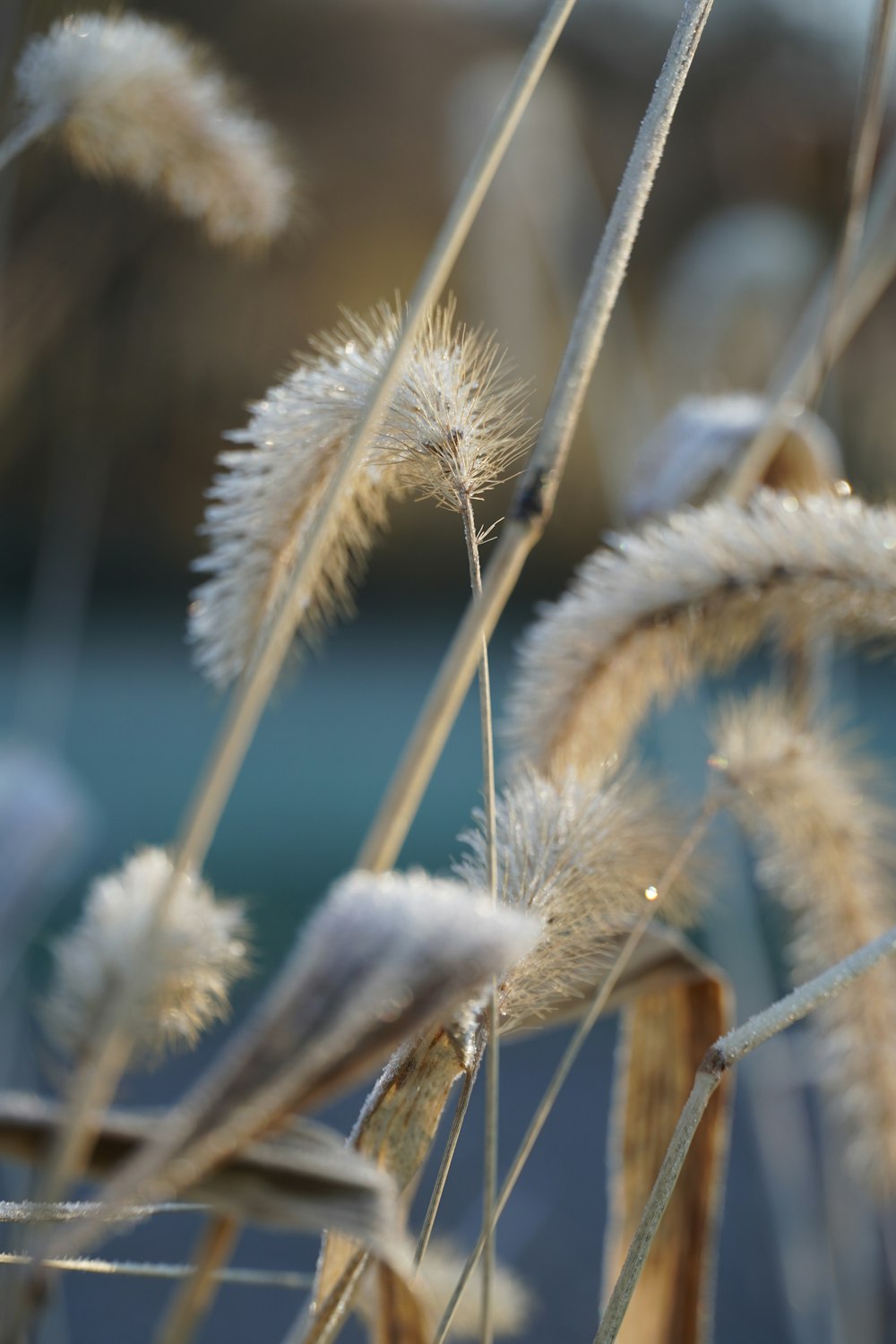 focus photography of white-petaled flowers