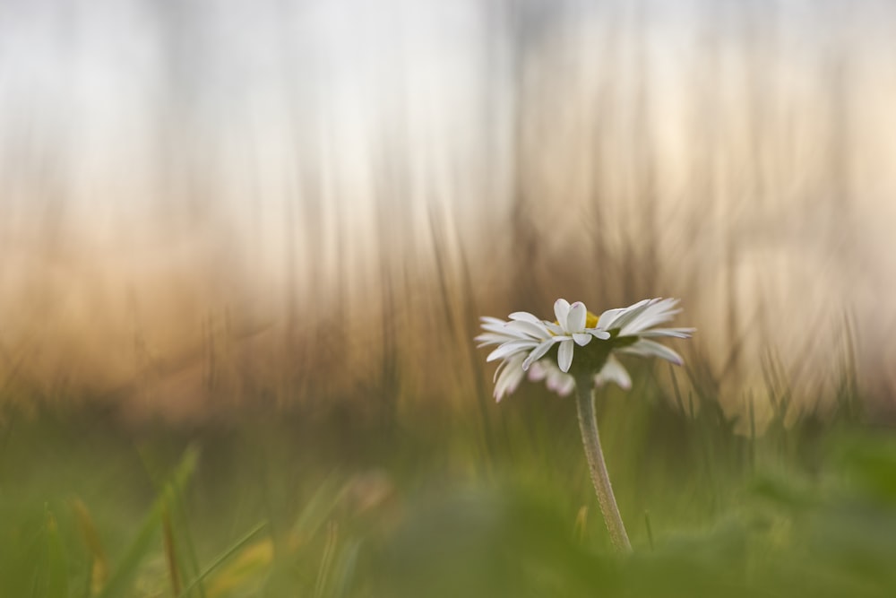 macro photography of blooming white daisy flower