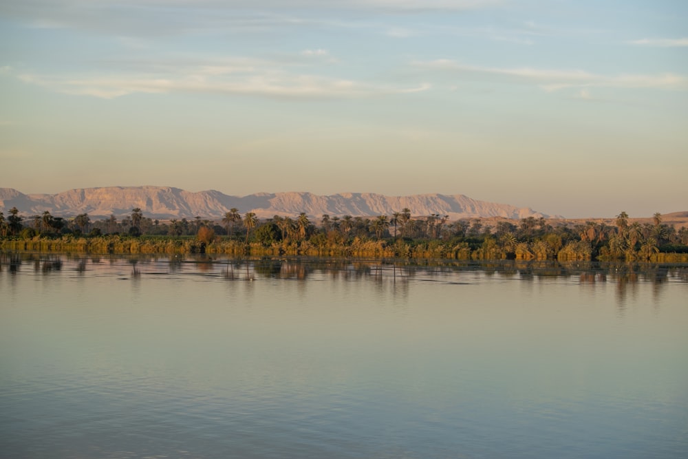 brown trees beside body of water during golden hour