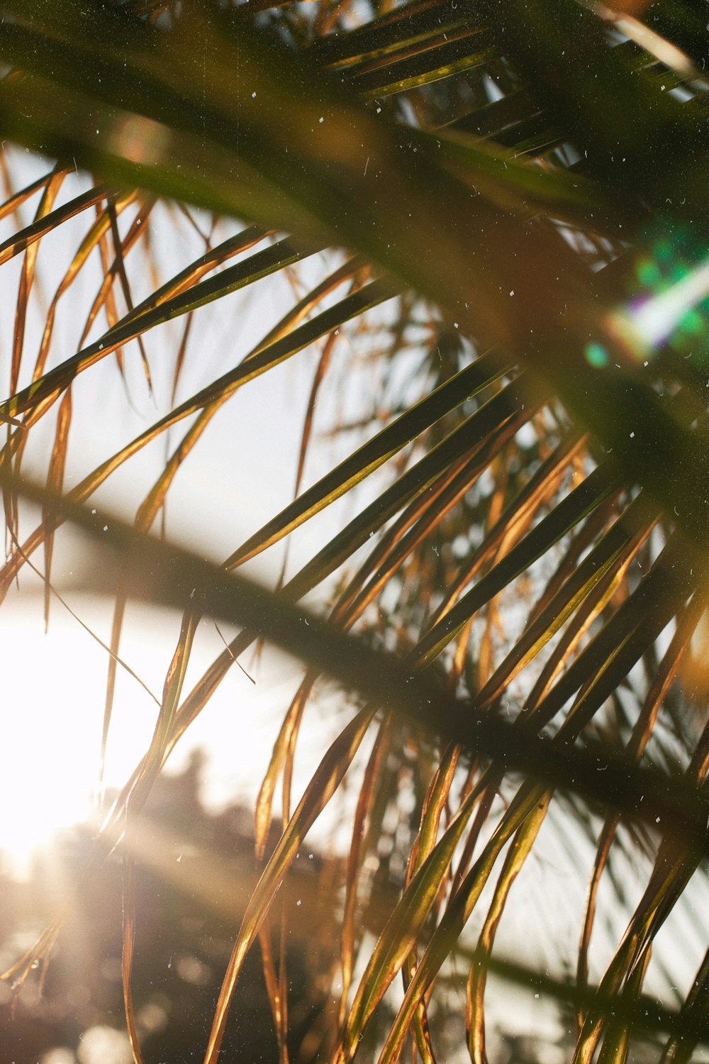 the sun shines through the branches of a palm tree