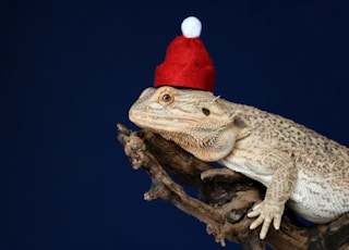 bearded dragon on wood