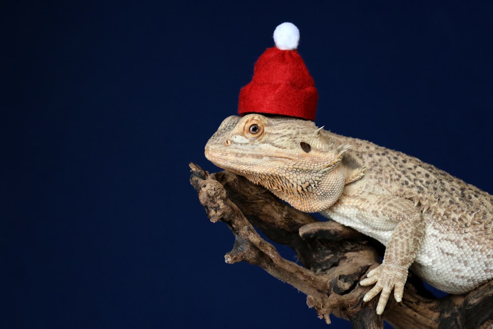 bearded dragon on wood