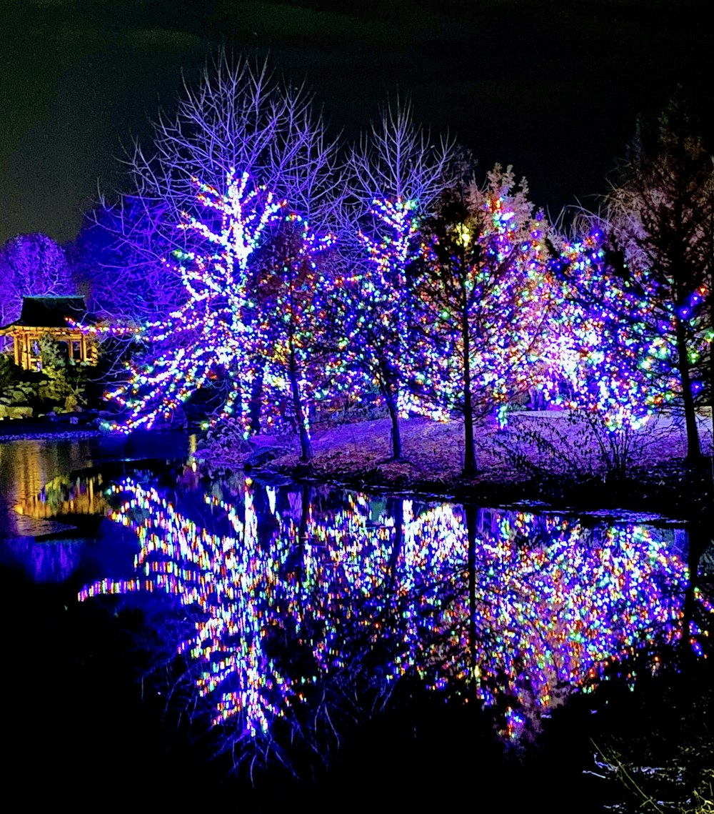 trees with string lights at night