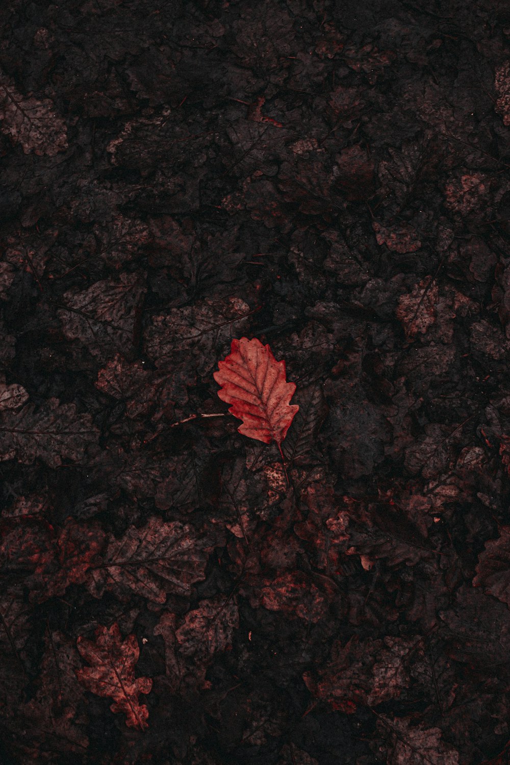 folhas de bordo vermelhas e marrons