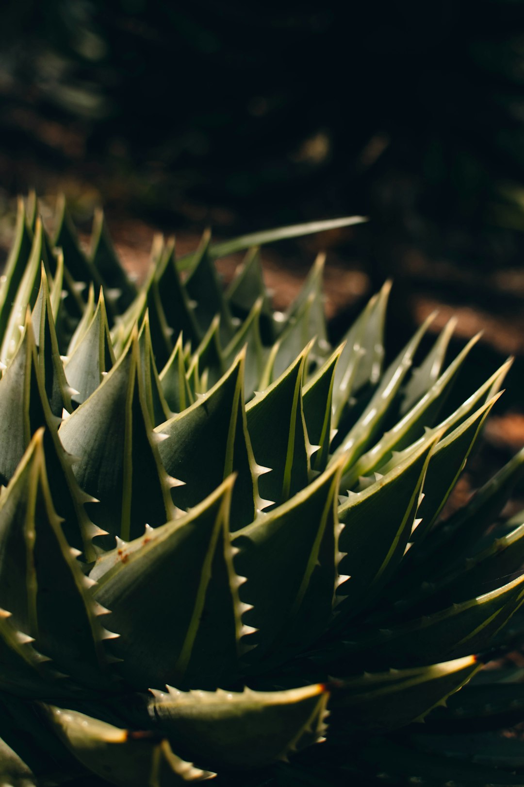 shallow focus photo of green plants