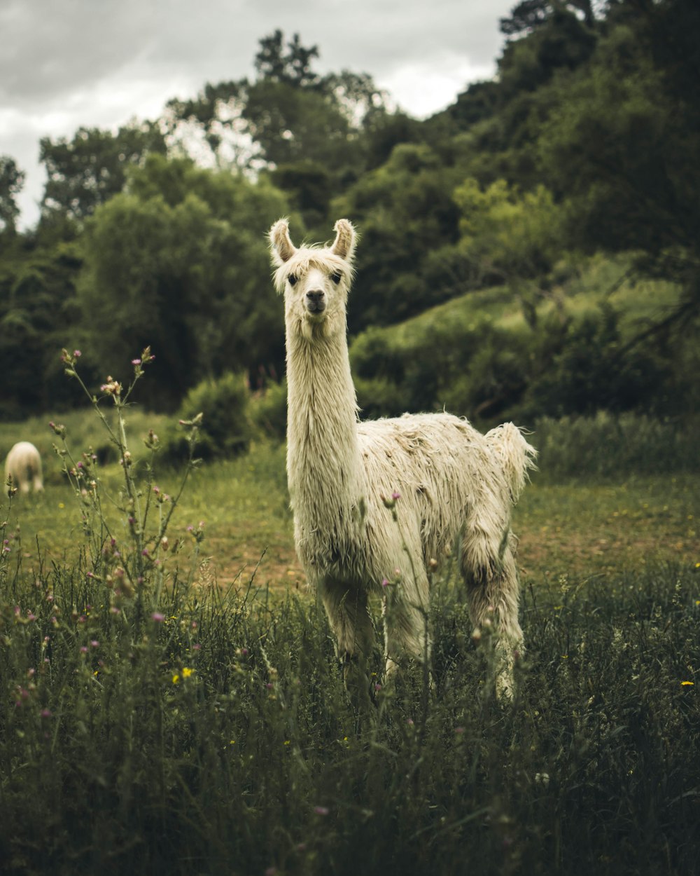 Lama blanc sur un champ d’herbe verte entouré d’arbres pendant la journée