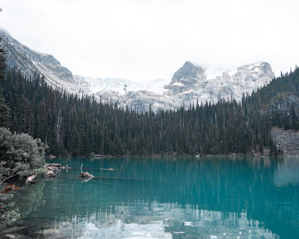 body of water surrounded with trees