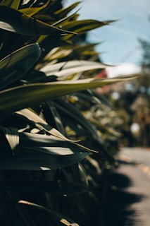 Large green leaves form a dense hedge or line along a path or road, with sunlight casting shadows and creating a play of light. The background features a blurred mix of sky and vegetation.