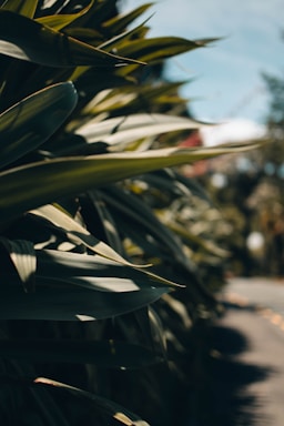 Large green leaves form a dense hedge or line along a path or road, with sunlight casting shadows and creating a play of light. The background features a blurred mix of sky and vegetation.