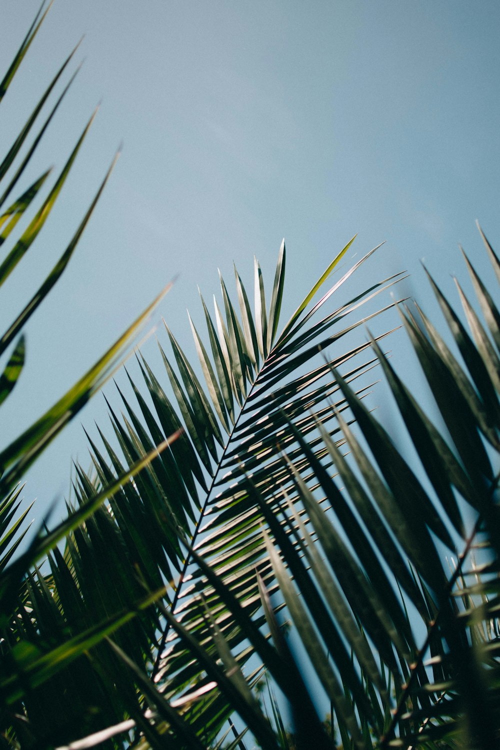 plante à feuilles vertes