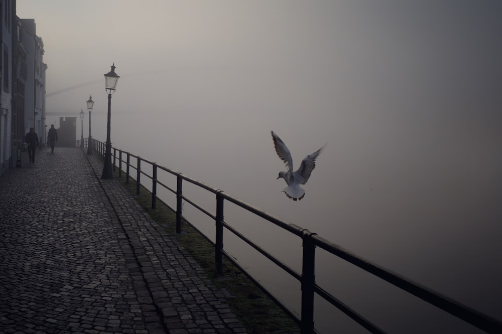 greyscale photography of bird