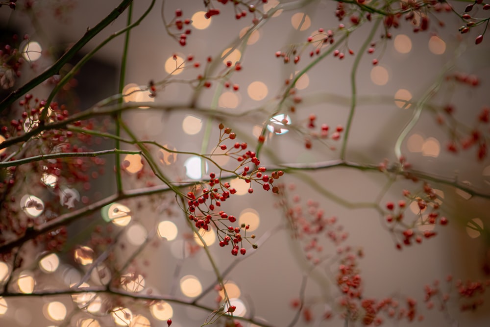 a branch with red berries hanging from it