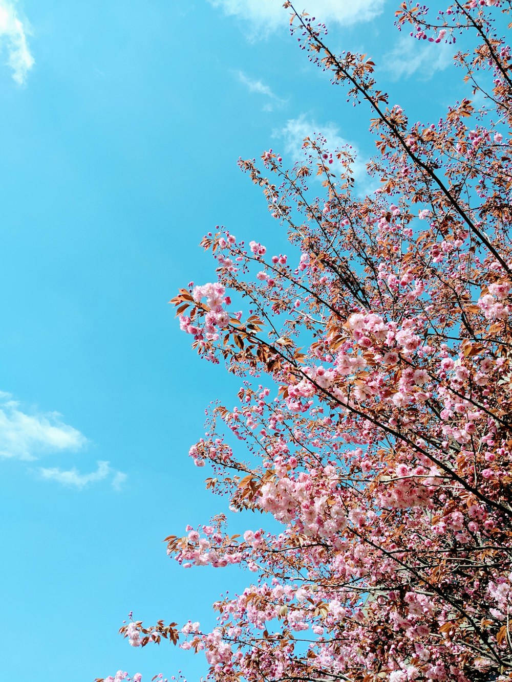 cherry blossoms tree
