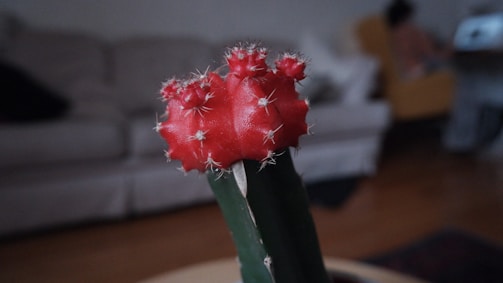 A close-up of a cactus in a bright classroom.