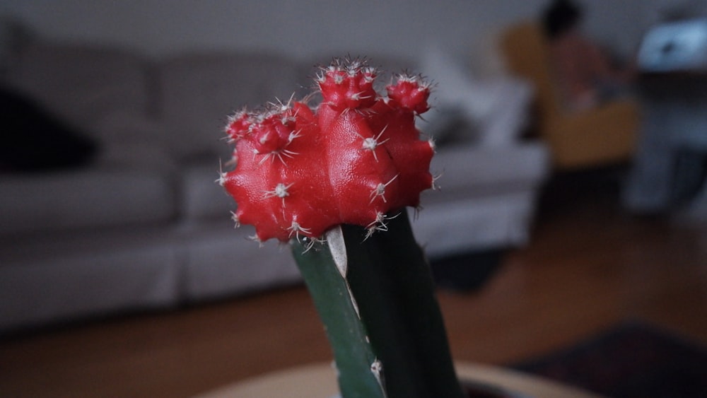 selective focus photography of red and green cactus