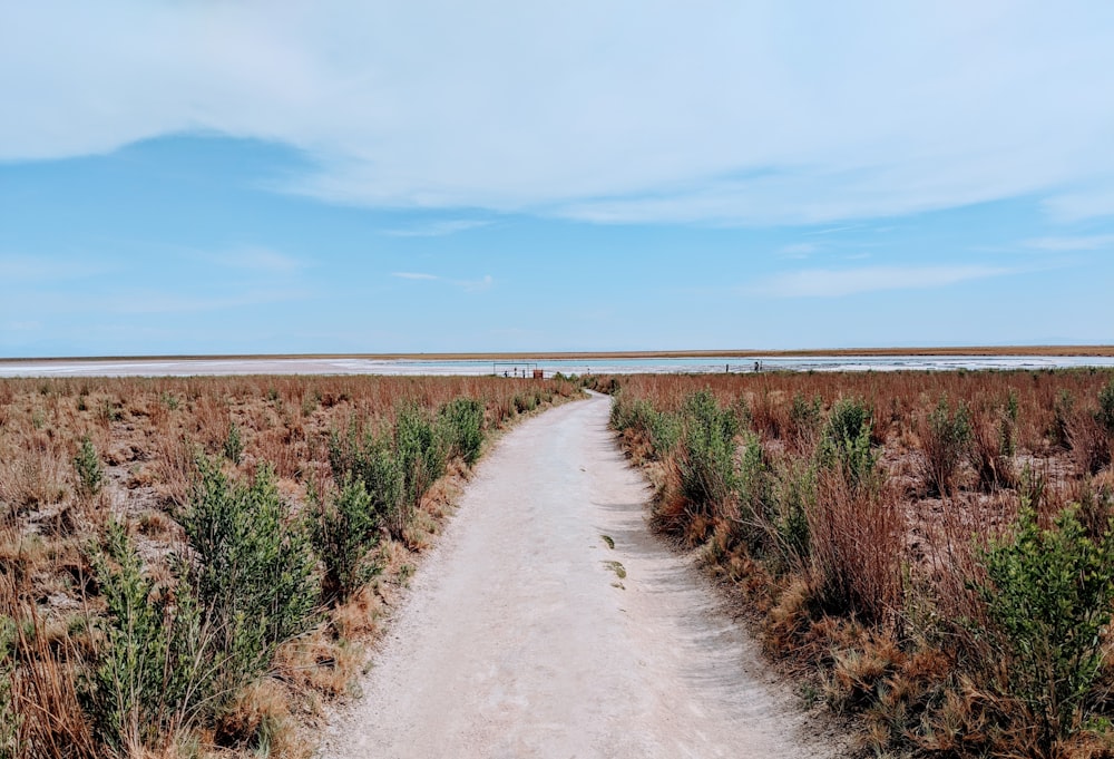 route entre les arbres pendant la journée