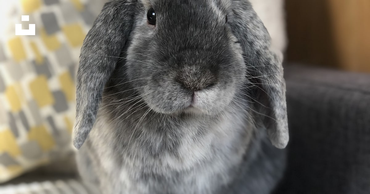 Gray rabbit photo – Free Animal Image on Unsplash
