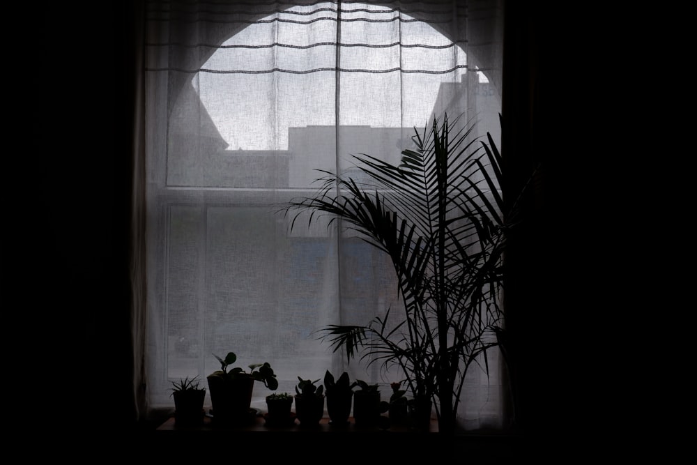 um vaso de planta sentado em frente a uma janela